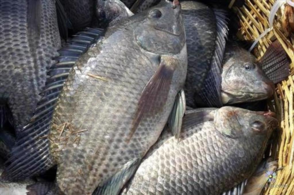 Brazil: Xuất khẩu thủy sản nuôi trồng lần đầu tiên giảm từ năm 2018 