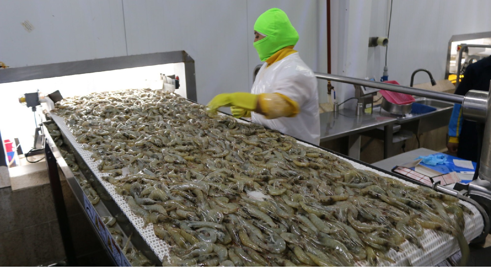 Xuất khẩu tôm của Ecuador đạt mốc 1 triệu tấn vào năm 2022