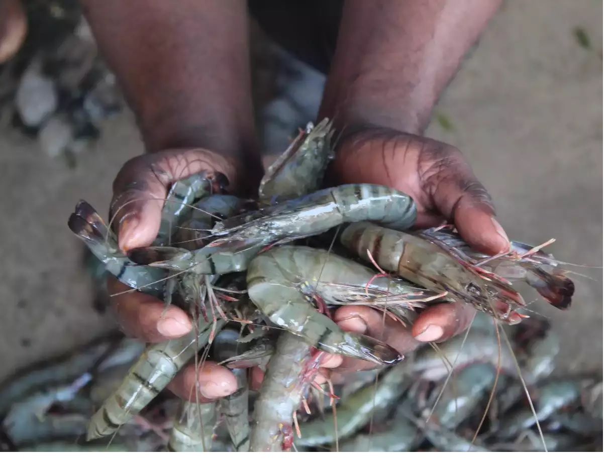 Xuất khẩu tôm Ấn Độ giảm 5% trong 11 tháng đầu năm 2022