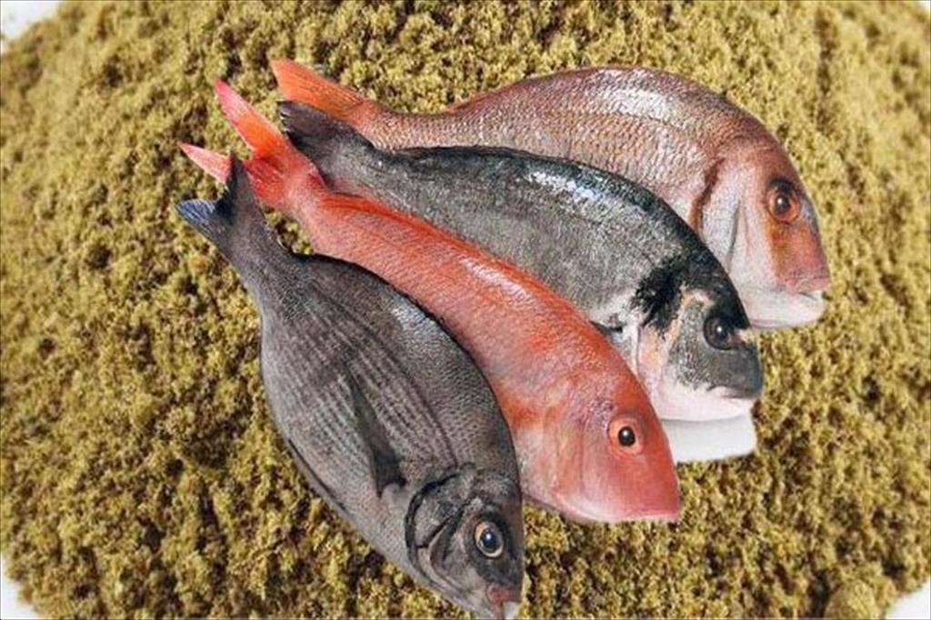 Ấn Độ giảm thuế nhập khẩu bột cá để giúp ngành tôm cạnh tranh hơn