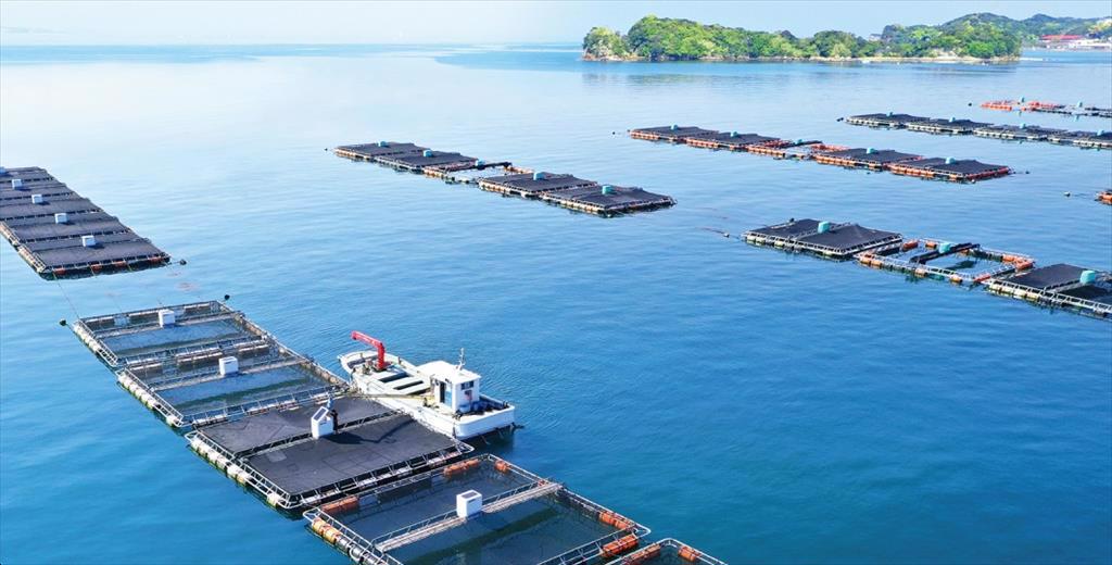 Trí tuệ nhân tạo đưa nghề nuôi cá (và sushi) ở Nhật Bản lên một tầm cao mới