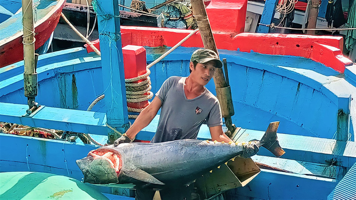 Được mùa cá ngừ nhưng ngư dân vẫn lo vì giá thấp