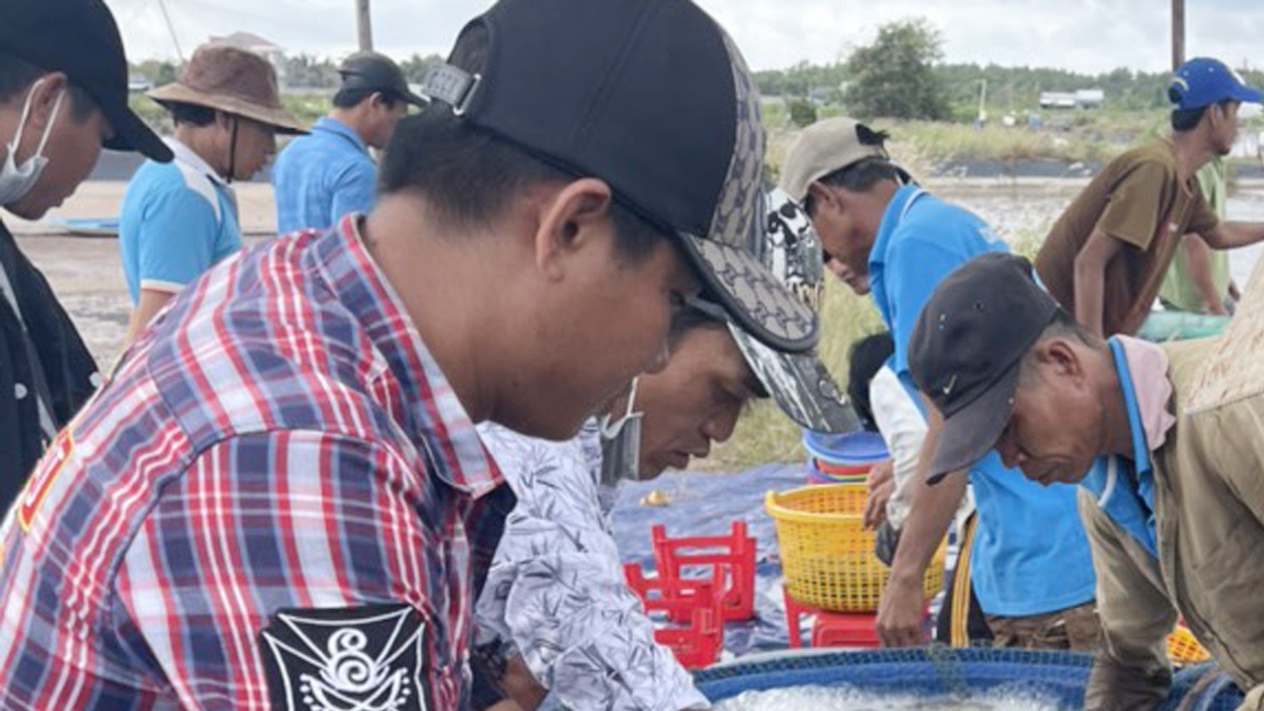 Doanh nghiệp phải cạnh tranh với tư thương mua tôm oxy