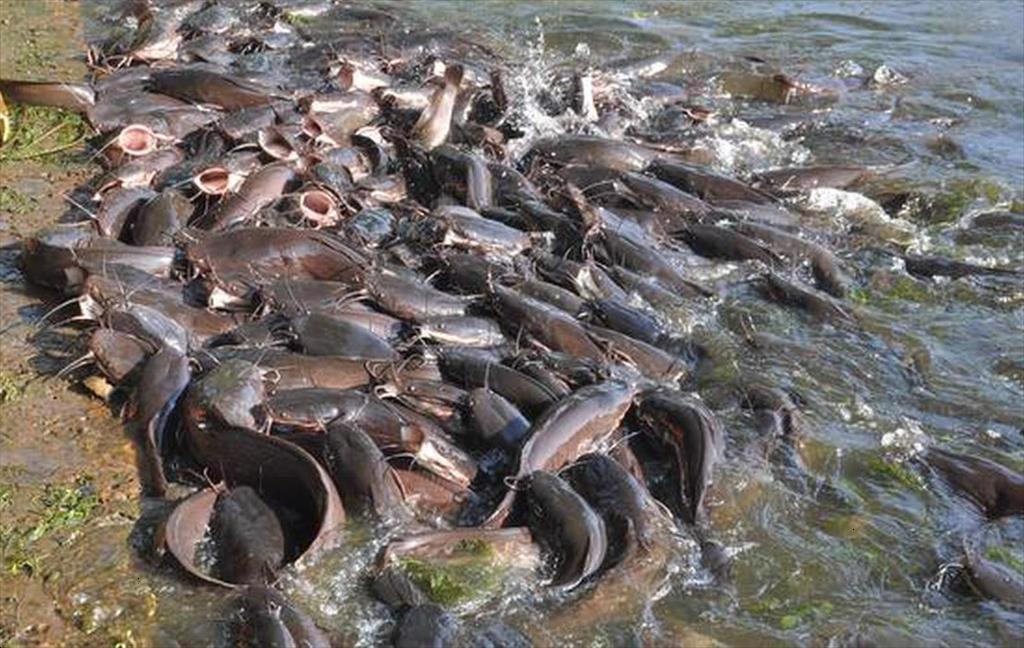 Mỹ cấm nhập khẩu cá da trơn từ Ấn Độ 