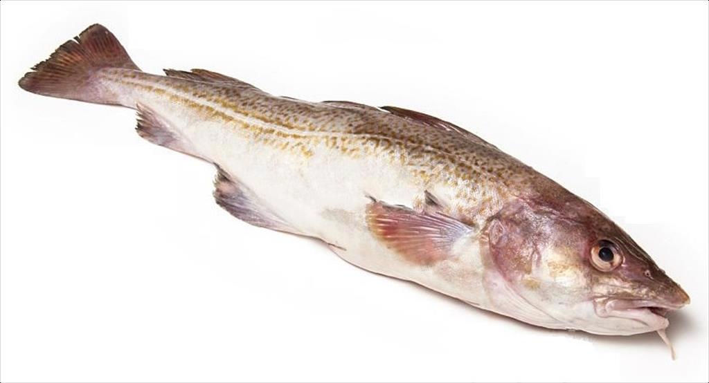 Tình hình xuất khẩu cá tuyết Na Uy trong tháng 1/2023