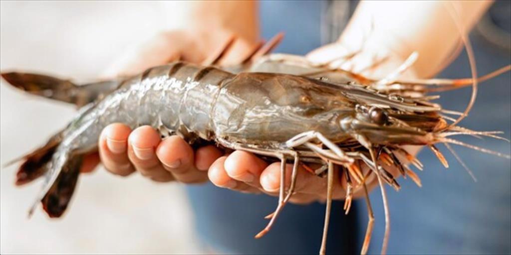 Ấn Độ là nước cung cấp tôm lớn nhất cho Mỹ trong 9 năm qua