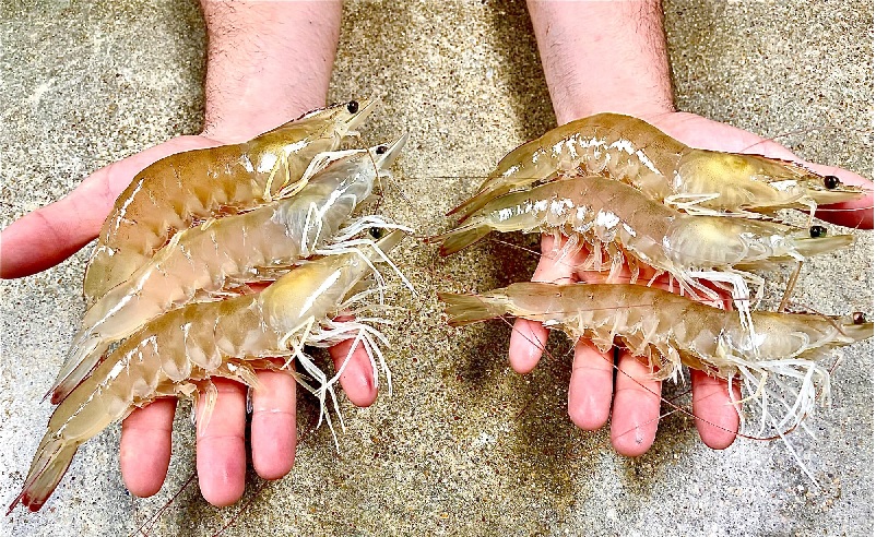 Giá tôm nguyên liệu tại một số nước cung cấp (tuần 2-6/2023) 