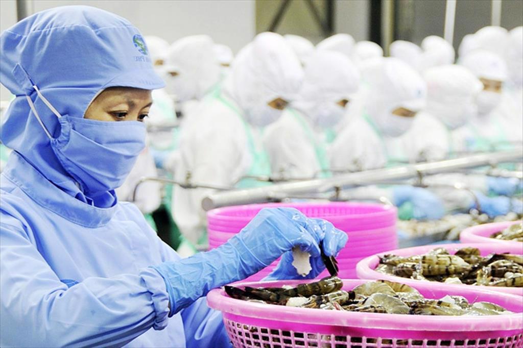 Infographic Xuất khẩu tôm Việt Nam tháng 12023