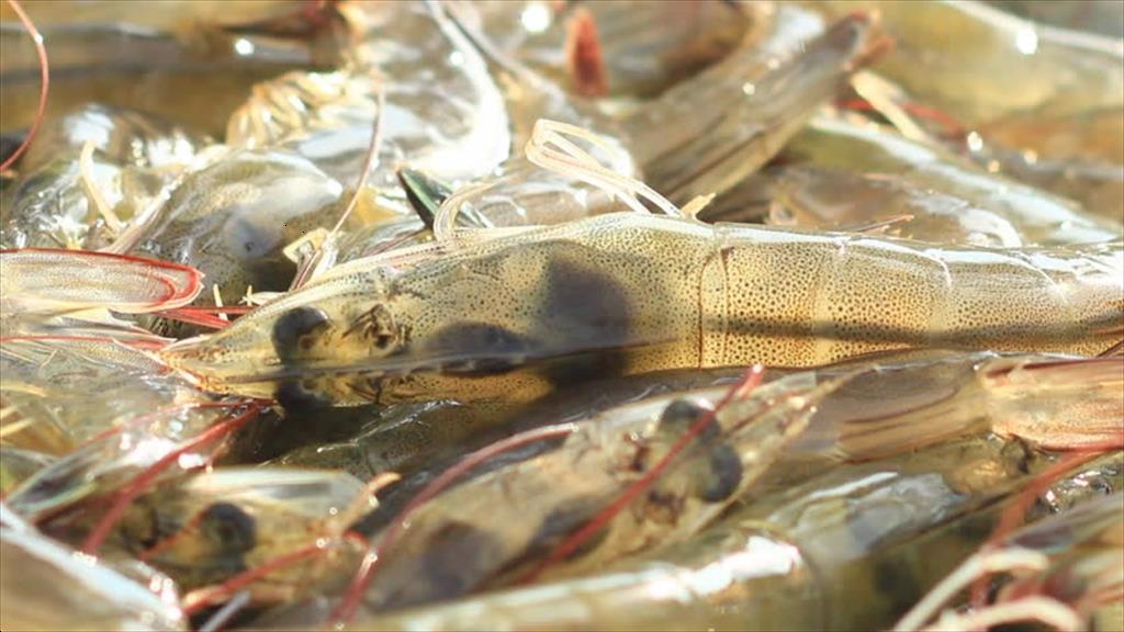 Giá tôm nguyên liệu tại một số nước cung cấp (tuần 3-7/2023)