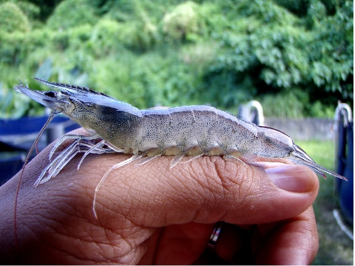 Xuất khẩu tôm đạt 141 triệu USD trong tháng đầu năm 