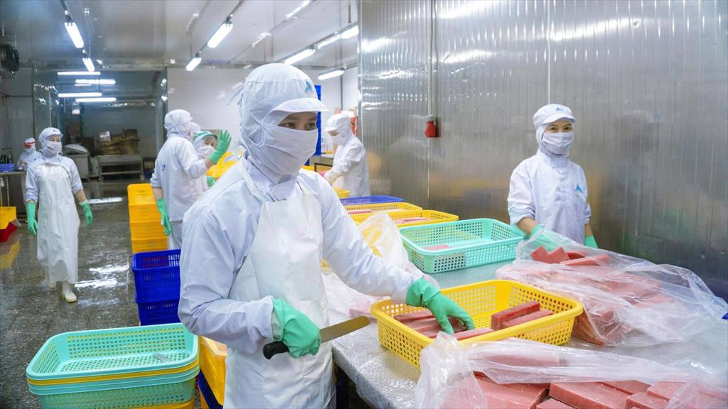 Xuất khẩu cá ngừ chưa thể “bừng sáng”