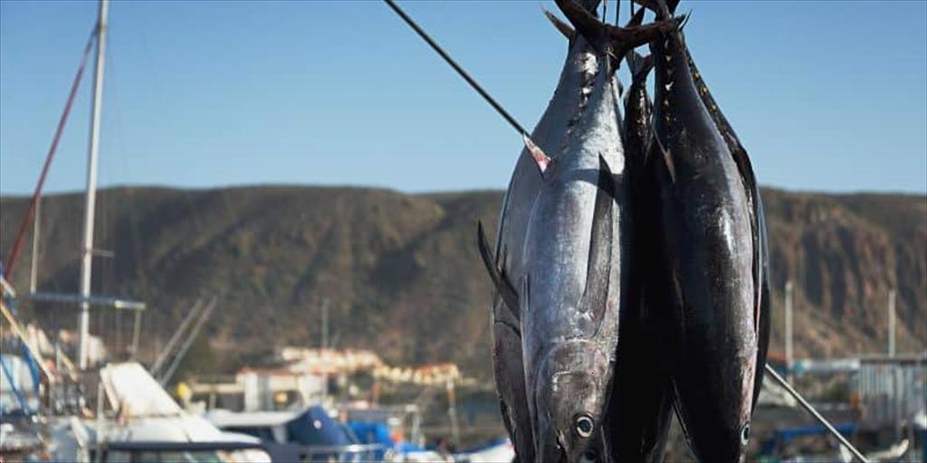 Lệnh cấm FAD đầu tiên ở IO ảnh hưởng mạnh đến các nhà máy đóng hộp