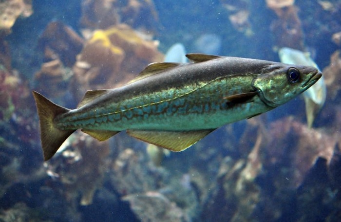 Sản lượng cá cod và cá minh thái bang Alaska đạt cao trong tháng 1/2023 