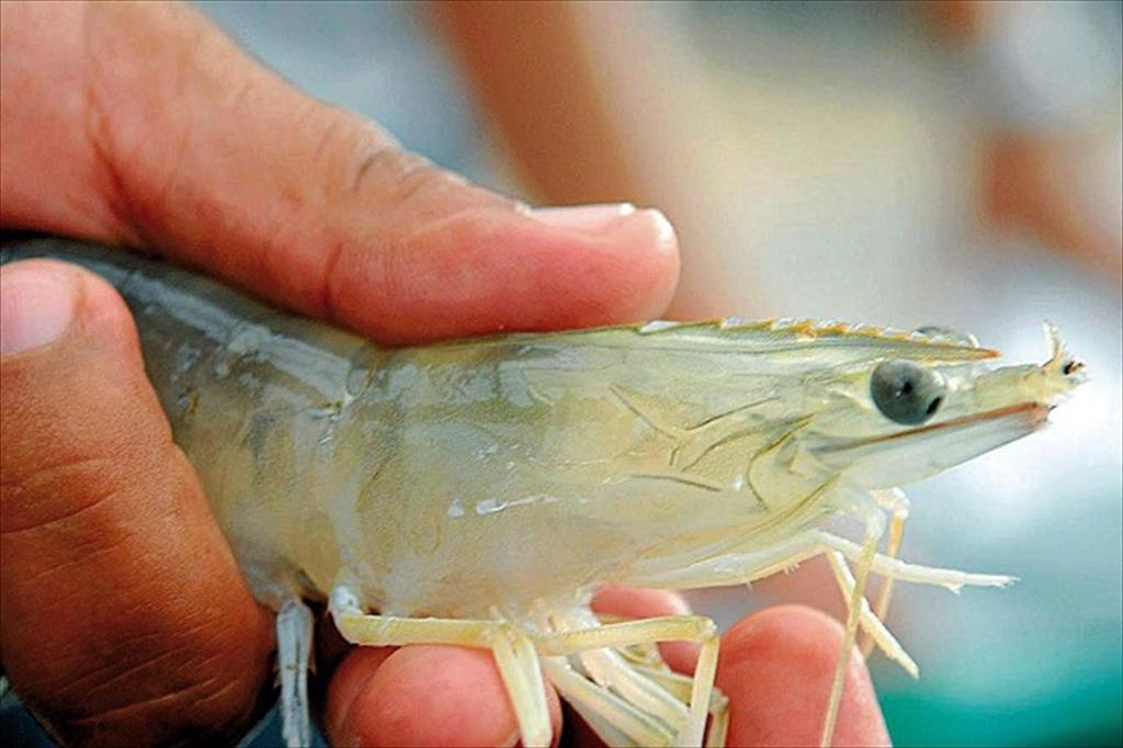 Tây Bengal có khả năng vượt qua sản lượng tôm Andhra Pradesh