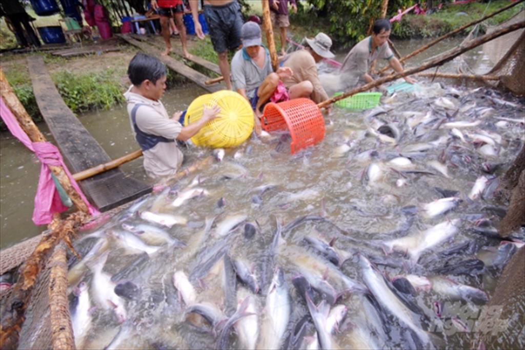 Giá cá tra có thể đạt 35.000 đồng/kg, doanh nghiệp 