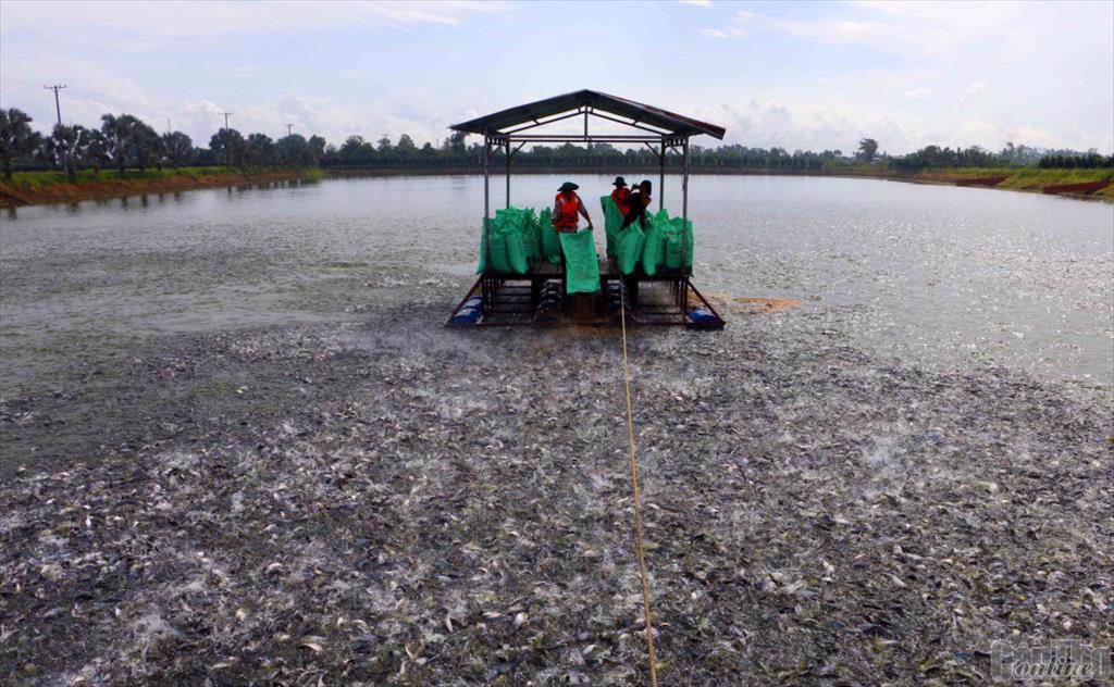 Người nuôi cá tra đạt lợi nhuận khoảng 1.000 đồng/kg