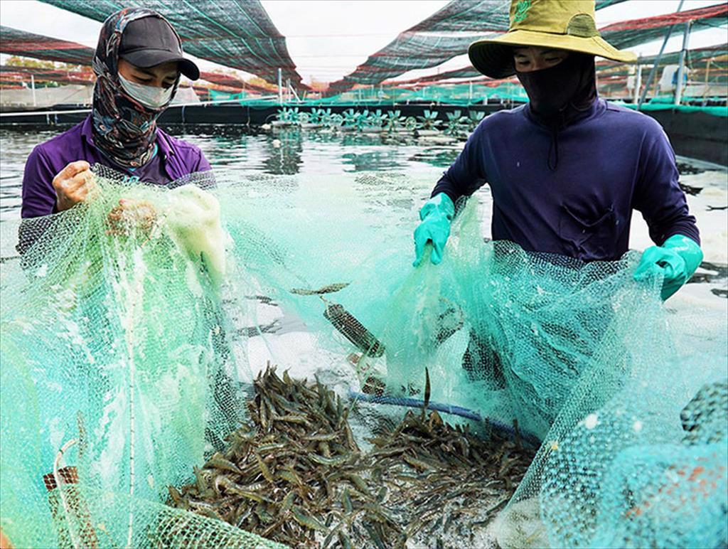 7000 tỷ đồng phát triển nuôi trồng thủy sản giai đoạn mới