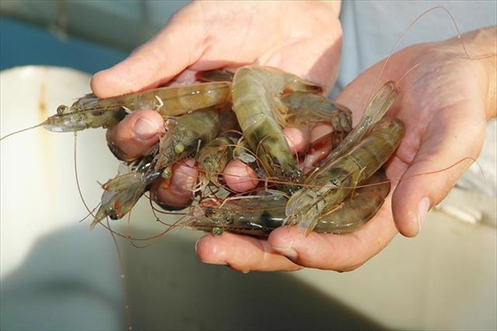 Ấn Độ lạc quan về thị phần tôm ở Mỹ