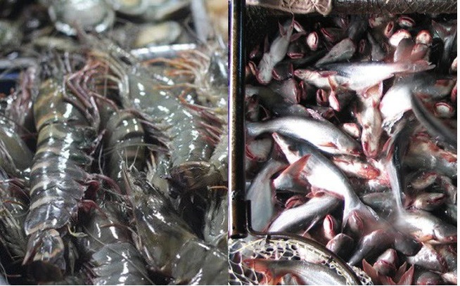 Chuyện con cá con tôm và lịch sử lặp lại 