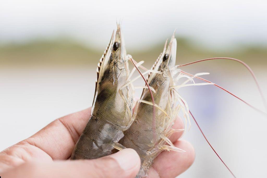 Tôm và cá tra là điểm sáng của sản xuất nông nghiệp trong tháng 2