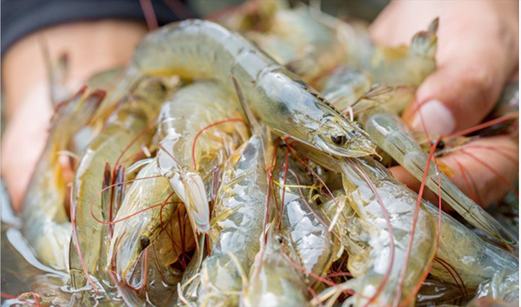 Chi phí cao, an ninh kém đang đe doạ ngành tôm Ecuador trong năm 2023