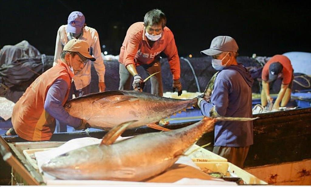 Tuna exports have not been able to prosper