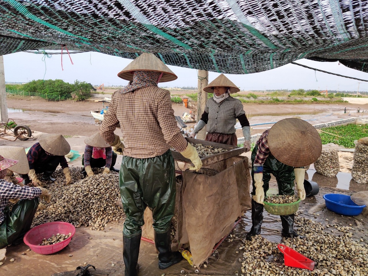 Thai Binh Calling for investment in a clam processing factory for export of 70,000 tonsyear
