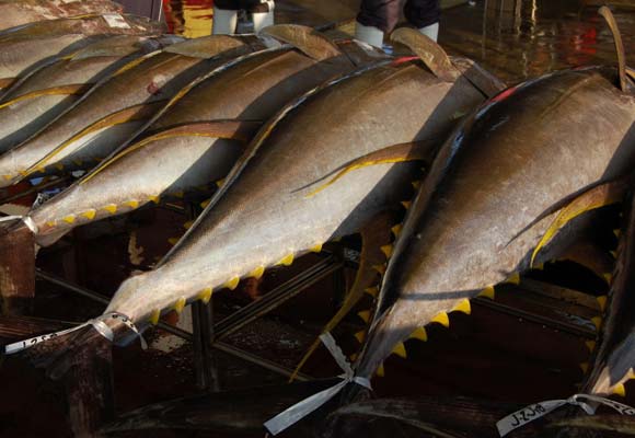 Giá cá ngừ vây vàng Tây Ban Nha ổn định trong tháng 32023