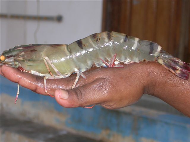 Ấn Độ tiếp tục đẩy mạnh sản xuất tôm sú