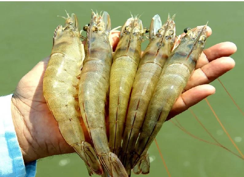 Ngành tôm Ấn Độ cần thay đổi để cạnh tranh với Ecuador 