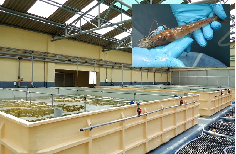 Ấn Độ nên cân nhắc lại về chính sách kiểm dịch tôm bố mẹ