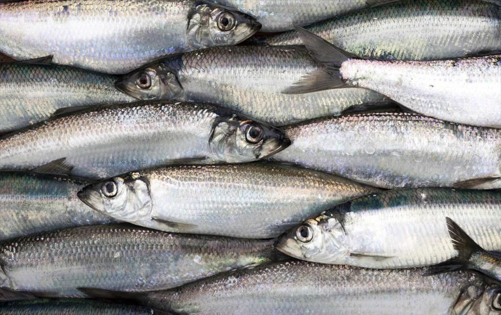Thị trường cá trích toàn cầu sẽ vượt 10,5 tỷ USD vào năm 2033 