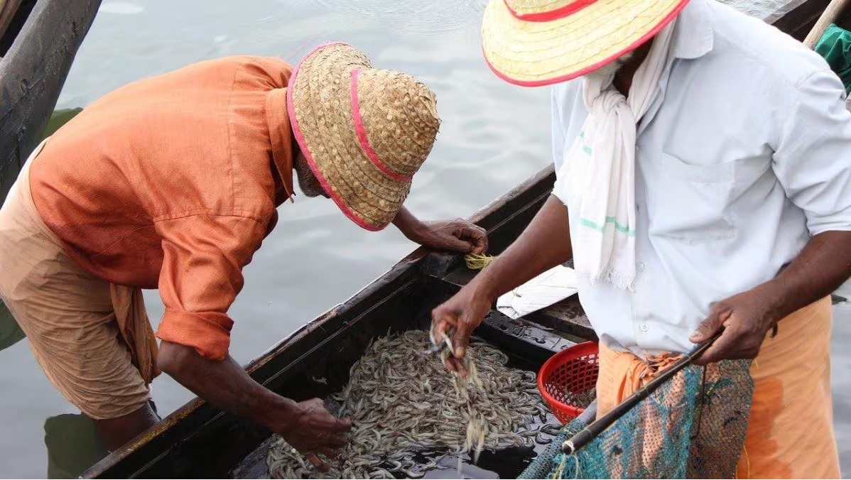 Mỹ tăng thuế chống bán phá giá đối với các nhà xuất khẩu tôm Ấn Độ