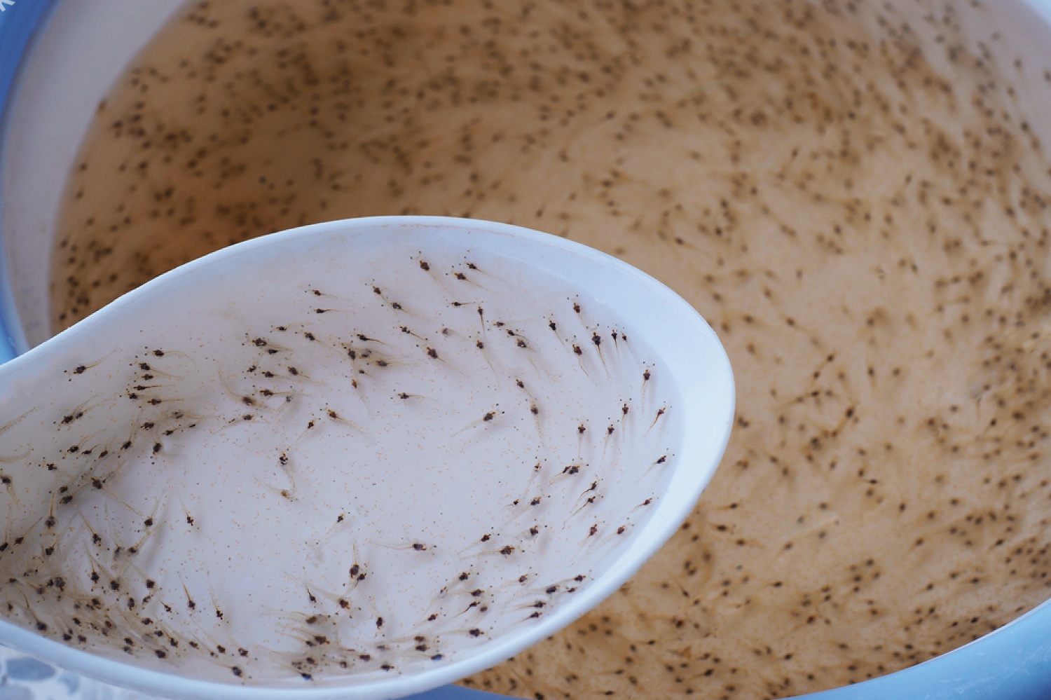 Trung Quốc sản xuất 1,3 nghìn tỷ tôm post mỗi năm