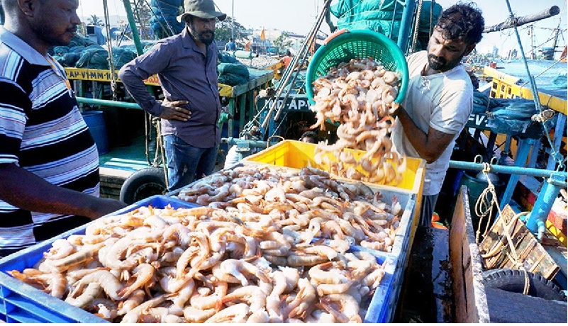 Các nhà xuất khẩu tôm Ấn Độ chờ Nga phê duyệt sau hai năm trì hoãn