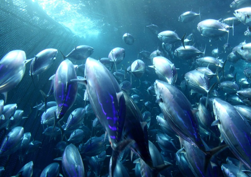 MSC vẫn là trọng tâm trong các kế hoạch mới của ISSF 