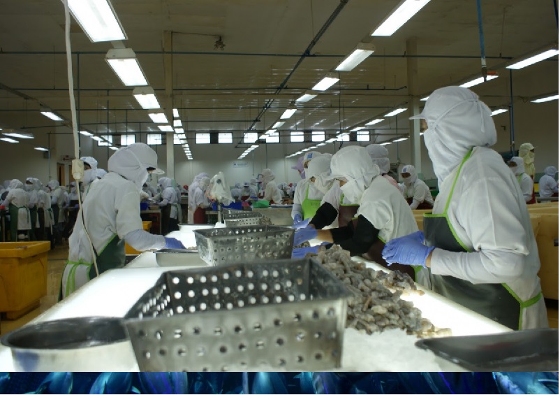 Tôm Ấn Độ gặp nhiều cạnh tranh tại thị trường EU