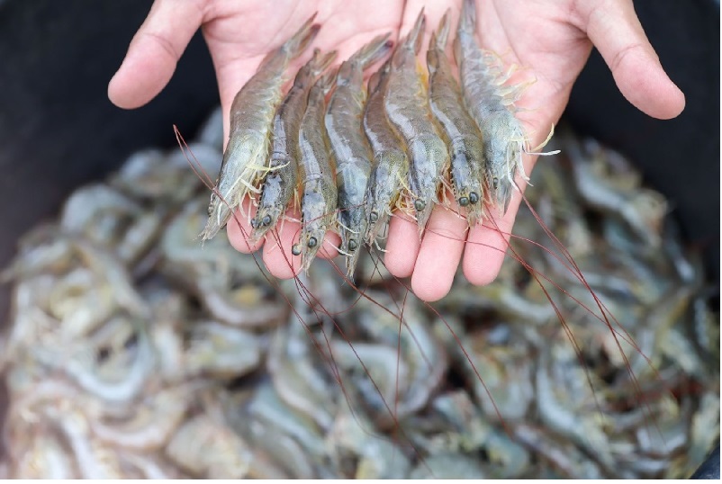 Sản lượng thu hoạch tôm Peru tăng năm 2022