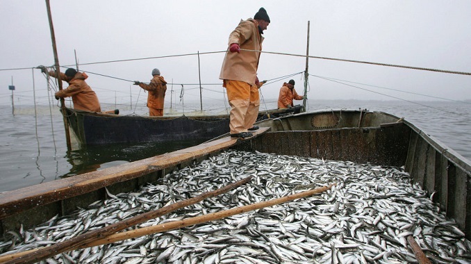 Nga tăng sản lượng đánh bắt cá capelin, cá minh thái, cá tuyết và cá trích