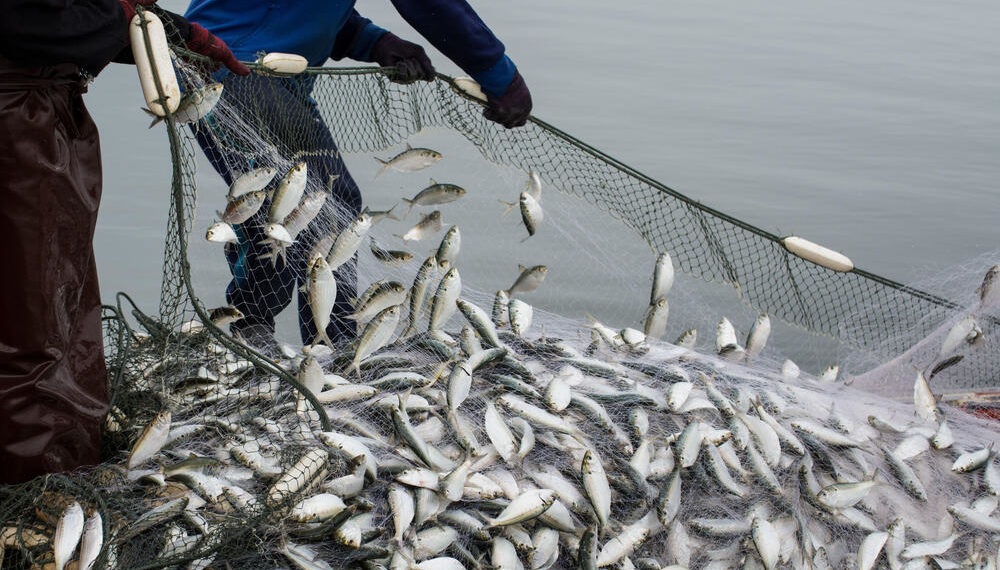 Châu Phi kêu gọi các quốc gia Tây Phi tăng cường giám sát đánh bắt trái phép