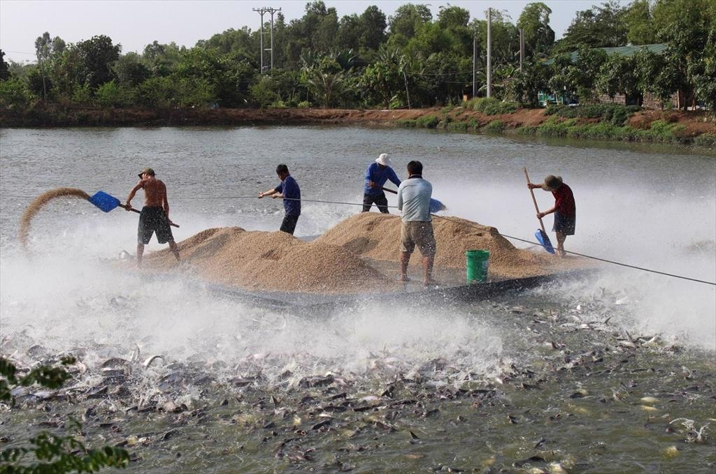 An Giang A worthy investment for the pangasius industry