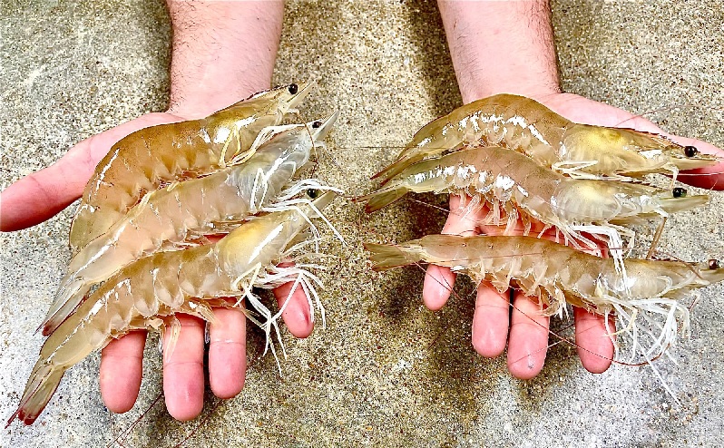 Giá tôm nguyên liệu tại một số nước cung cấp (tuần 5-92023) 