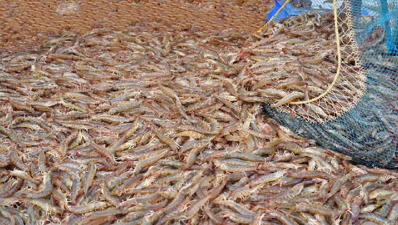 Cạnh tranh với Ecuador Xuất khẩu tôm Ấn Độ năm 2023 sẽ khó khăn 