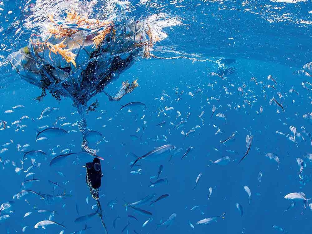 Đánh giá lại MSC đối với nghề đánh bắt bằng lưới vây của PNA