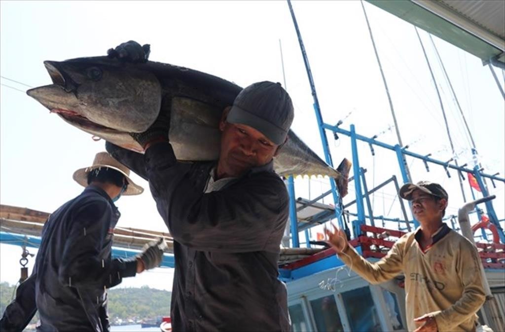 Frozen tuna exports to Japan tripled