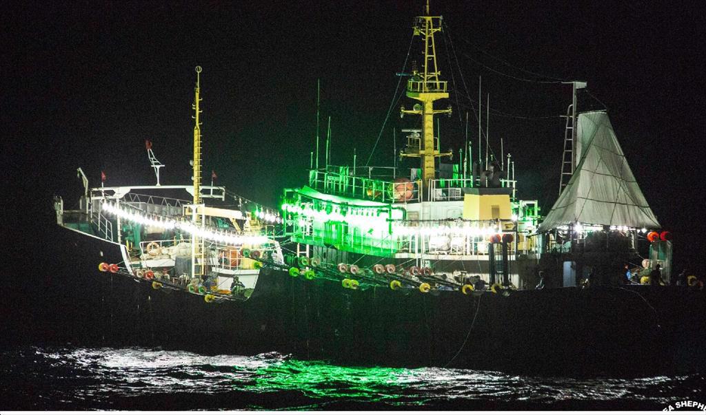 Hoạt động khai thác mực ống toàn cầu có nguy cơ mất kiểm soát