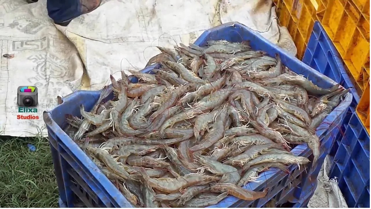 Ấn Độ giảm hơn 14 lượng thả nuôi tôm vào đầu năm 2023