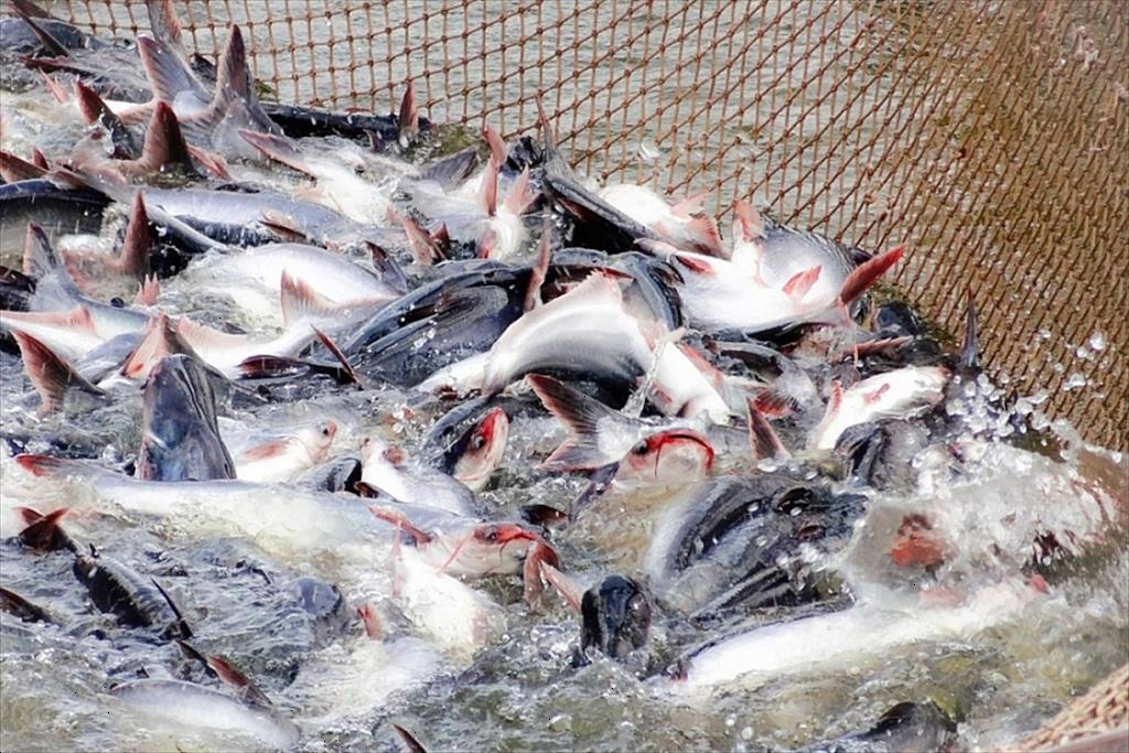 Vietnam pangasius exports to Germany optimistic in the first 2 months of 2023