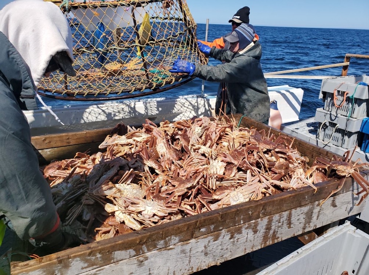 Canada Những người bắt cua tuyết mong đợi hạn ngạch tăng 12% ở vùng vịnh