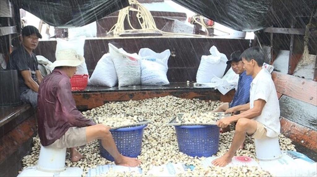 Xuất khẩu nghêu vượt mốc 100 triệu USD